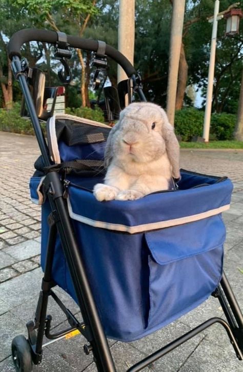 The Astro Go Lite Pet Stroller is perfect for every baby bunny! Its compact size allows you and your pet to use public transport easily and safely. The stroller folds in an innovative manner, which allows the dog-cat stroller to be placed between seats. 💙 #Ibiyaya #cat #catsofinstagram #cats #pet #dogstagram #catstagram #pets #petsofinstagram #instapet #petsagram #bunny #bunnylove #bunnystagram #bunnyrabbit #stroller #petbed #pettravel #luxurypet #petcarrier #catstroller #luxurypets Bunny Carrier, Cat Stroller, Dog Stroller, Pet Stroller, Travel System Stroller, Luxury Pet, Travel System, Baby Bunnies, Pet Carriers