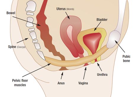 pelvic floor diagram Pelvic Diaphragm, Levator Ani, Round Ligament Pain, Pelvic Floor Therapy, Rehabilitation Exercises, Pelvic Organ Prolapse, Pilates Classes, Pelvic Floor Dysfunction, Pelvic Floor Exercises