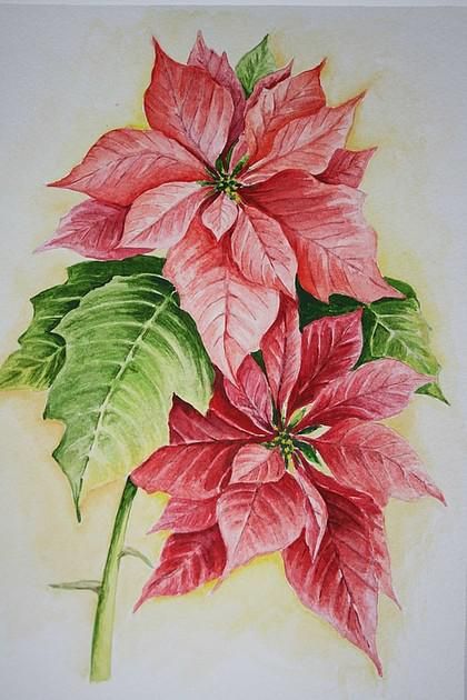 Poinsettia Flowers, Watercolor Christmas Cards, Pola Sulam, Christmas Poinsettia, Christmas Flowers, Christmas Drawing, Noel Christmas, Vintage Christmas Cards, Christmas Paintings