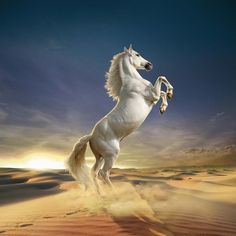 Animals Animated, حصان عربي, Standing Horse, Animal Photography Wildlife, Horse Oil Painting, Beautiful Horses Photography, Cai Sălbatici, Beautiful Arabian Horses, Horse Wallpaper