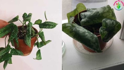 Why Are My Satin Pothos Leaves Curling? (And How to Fix) - Garden For Indoor Satin Pothos Care, Satin Pothos Plant, Silver Satin Pothos, Satin Pothos, Pathos Plant, Pothos Plant Care, Pothos Plant, Inside Plants, Summer Plants