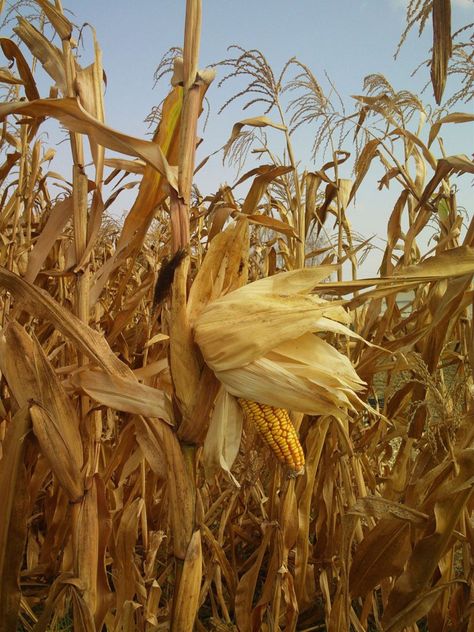 Corn Field Chilli Cornbread, Maze Garden, Pagoda Garden, Corn Stalks, Baroque Decor, Corn Field, Corn Cob, Farm Photography, Field Of Dreams