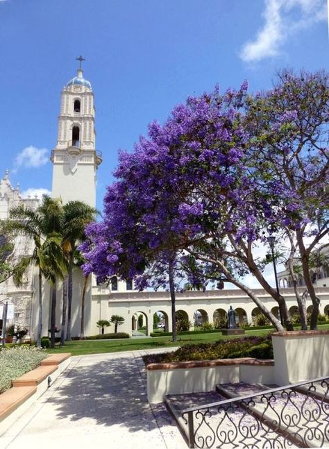 Jacaranda in bloom (University of San Diego) Personal Legend, Jacaranda Trees, Backyard Landscapes, College Goals, University Of California San Diego, Desert Trees, University Of San Francisco, San Francisco Girls, University Of San Diego