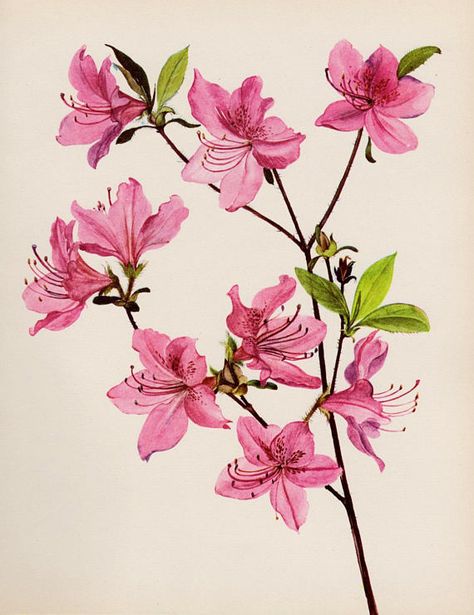 Vintage Pink Flower Decor Pink Azalea Botanical Print Pink Flower Gallery Wall, Pink Flower Decor, Rhododendron Plant, Pink Gallery Wall, Flor Tattoo, Botanical Gallery Wall, Flower Gallery, Azalea Flower, Pink Azaleas