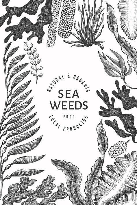 Premium Vector | Seaweed design template. hand drawn seaweeds illustration. engraved style sea food . retro sea plants Bull Kelp Drawing, Kelp Tattoo Seaweed, Sea Plants Tattoo, Seaweed Linocut, Abject Art, Seaweed Drawing, Seaweed Tattoo, Seaweed Illustration, Seaweed Design