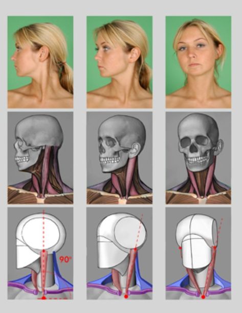 Neck Anatomy, Head Anatomy, Facial Anatomy, Face Anatomy, 얼굴 드로잉, Anatomy Tutorial, Human Anatomy Drawing, Muscle Anatomy, Human Anatomy Art