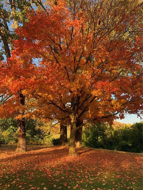 Earth From Space, Autumn Scenery, Fall Pictures, We Fall In Love, Warm Autumn, Samhain, Autumn Aesthetic, Fall Wallpaper, Autumn Trees