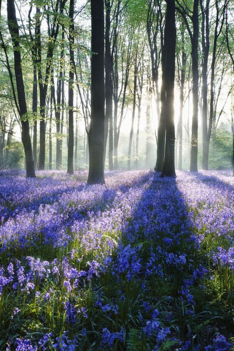 Bluebell Woodland, Bluebell Forest, 숲 사진, Bluebell Woods, Hampshire England, Theme Nature, Spring Landscape, Blank Paper, Beautiful Forest