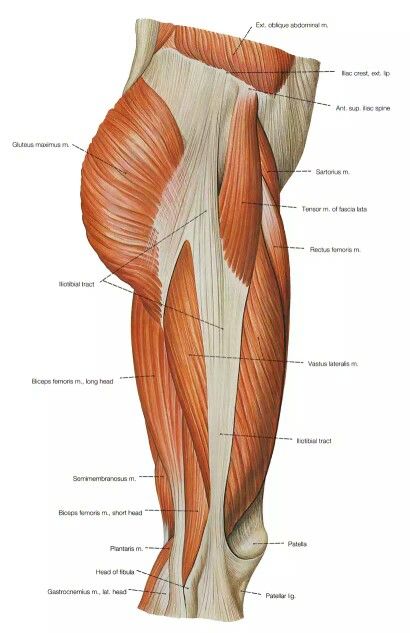 Thigh muscles side view Thigh Muscle Anatomy, Leg Muscles Anatomy, Body Muscle Anatomy, Leg Anatomy, Human Muscle Anatomy, Leg Muscle, Anatomy Bones, Human Body Art, Human Body Anatomy