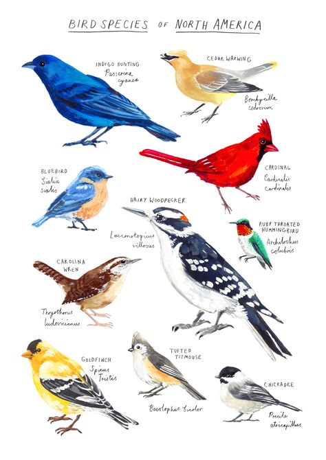 A poster showing ten common bird species native to North America, featuring my original gouache and watercolour paintings.  Featuring:  Cardinal Ruby-throated hummingbird Cedar Waxwing Indigo Bunting Carolina Wren Tufted Titmouse Goldfinch Bluebird Hairy Woodpecker Chickadee Species Poster, Patch Inspiration, Backyard Birds Watching, Bird Diy, North American Birds, Carolina Wren, Indigo Bunting, Bumble Bee Art, American Birds