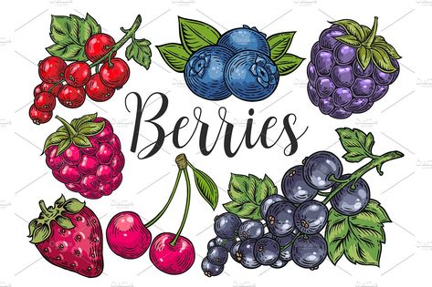 Berry hand drawn set, patterns #doodle#sketch#Berries#engraving Ceramic Illustration, Vegetables Illustration, Kawaii Logo, Botany Illustration, Calligraphy Doodles, Food Clipart, Berry Color, Stamp Projects, Growing Fruit