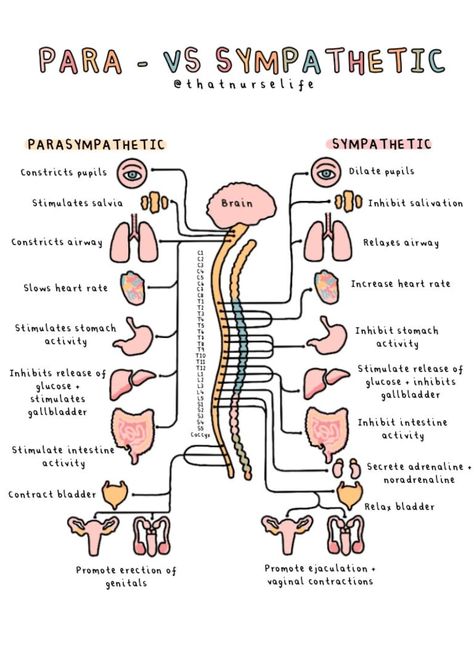 A4 Anatomy Posters - Etsy UK Sympathetic Nervous System, Nursing School Essential, Medical School Life, Nursing School Motivation, Basic Anatomy And Physiology, Nurse Study Notes, Nursing Student Tips, Biology Facts, Medical Student Study