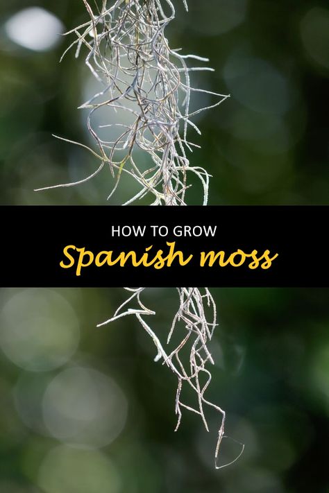 Types Of Moss Plants, Spanish Moss Wedding Bouquet, Spanish Moss Wreath, Spanish Moss Indoor, Spanish Moss Decor, Spanish Moss Wedding, Types Of Air Plants, Moss Planter, Moss Wedding