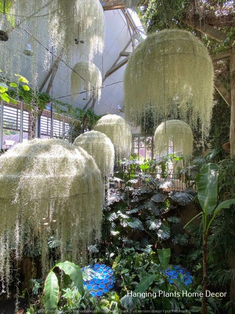 Hang decoration-hanging plant holders Air Plant Chandelier, Suspended Garden, Gravel Landscaping, Plant Installation, Vertical Garden Design, Hanging Gardens, Deco Champetre, Tropical Garden Design, Air Plants Care