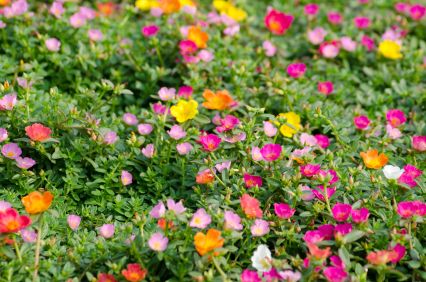 Moss Rose, low growing, heat tolerant Grow Moss, Flowers Growing, Moss Rose, Rose Flowers, Backyards, How To Grow, To Grow, Flowers, Back Gardens