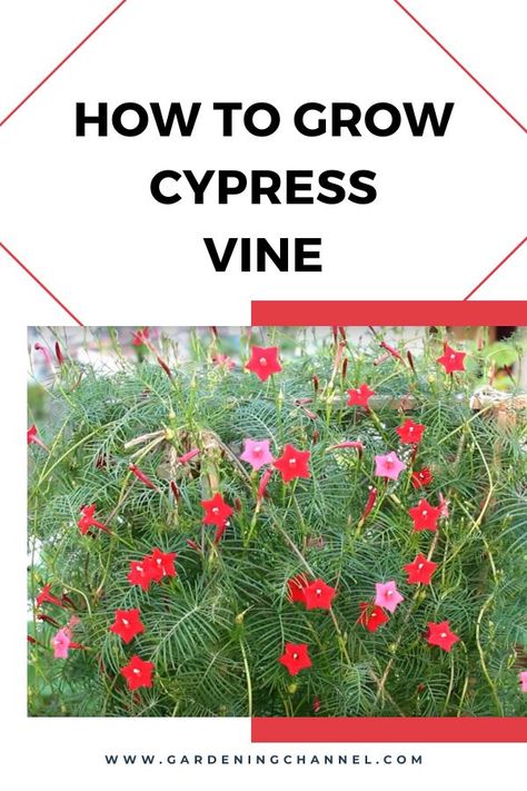 cypress vine blooming with text overlay how to grow cypress vine Hummingbird Vine, Cypress Vine, Vining Plants, Outside Plants, Yard And Garden, Gardening 101, Attract Pollinators, Colored Flowers, Grow Your Own Food