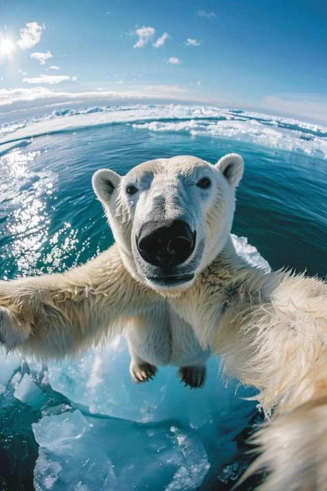 Arctic Ocean Animals, Funny Polar Bear, Polar Bear Background, Arctic Wallpaper, Antarctica Animals, Polar Bear Wallpaper, Alaska Style, Curious Expression, Man Vs Nature