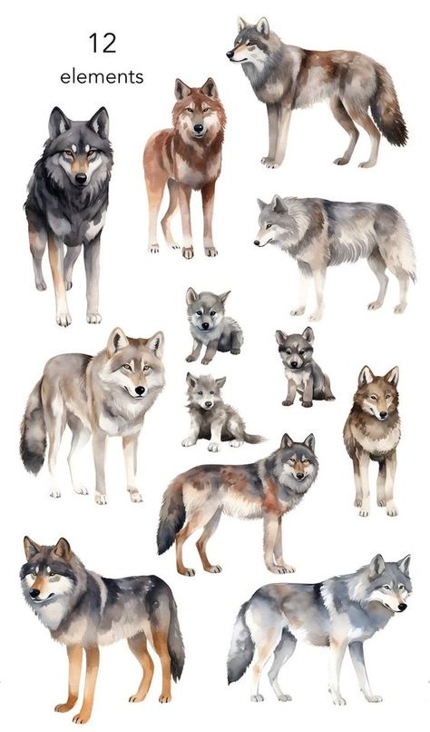 Wolf Illustration Drawing, Wolf Pack Drawing, Wolf Pup Drawing, Wolf Illustration Art, Wolf Watercolor Painting, Wolf Watercolor, Wolf Drawings, Wolf Clipart, Red Riding Hood Art