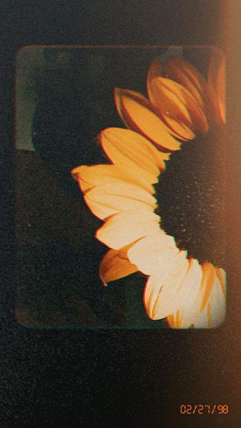 #sunflowersPH #aesthetic #sunflowers Sunflower Wallpaper Aesthetic Vintage, Dark Sunflower Aesthetic, Vintage Sunflower Aesthetic, Sunflowers Aesthetic, Retro Sunflower, Sunflower Aesthetic, Dried Sunflowers, Fav Flower, Music Aesthetics