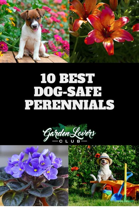 10 Best Dog-Safe Perennials via @gardenloverclub Pet Safe Landscaping, Dog Yard Landscaping, Dog Safe Plants, Dog Friendly Plants, Dog Friendly Garden, Dog Friendly Backyard, Dog Backyard, Blooming Perennials, Dog Yard