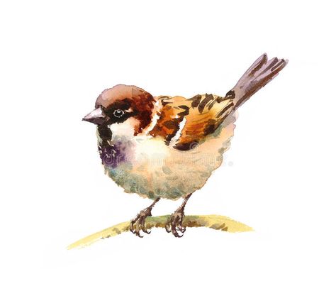 Sparrow Watercolor, Akvarel Illustration, Sparrow Drawing, Sparrow Art, Bird Watercolor Paintings, Watercolor Pictures, Watercolour Inspiration, Have Inspiration, Bird Artwork