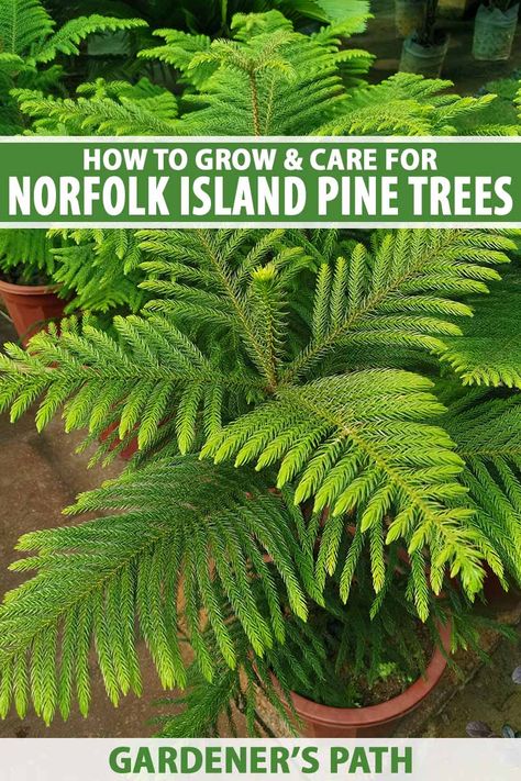 Norfolk Island Pine Care, Norfolk Pine Care, Living Christmas Tree, Norfolk Island Pine, Houseplant Tips, Christmas Tree Plant, Homestead Life, Live Christmas Trees, Norfolk Island