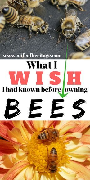 Owning bees and beekeeping is so wonderful but also more than you might think! Honey Bee Farming, Bee Hive Plans, Backyard Bee, Beekeeping For Beginners, Bee Friendly Garden, Raising Bees, Backyard Beekeeping, Bee Boxes, Bee Farm