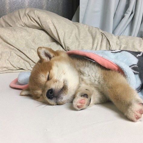 Sleepy Puppy, Really Cute Puppies, Puppy Care, Pet Puppy, Cute Creatures, Shiba Inu, 귀여운 동물, Animals Friends