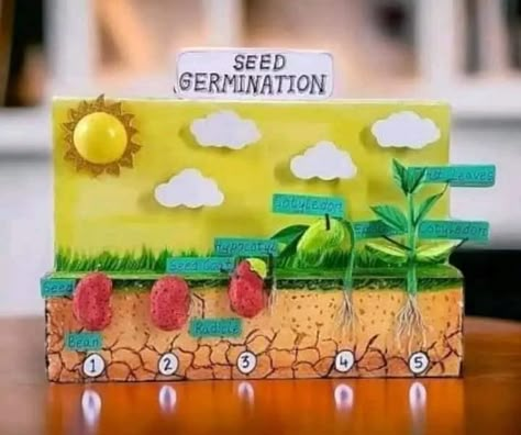 Germination Of Seeds For Kids, Seed Germination Project, About Plants, Biology Lessons, Science Projects For Kids, Alphabet Activities Preschool, Seed Germination, Kids Class, Science Fair Projects