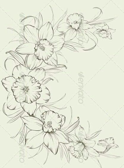 Narssicus Flower, Daffodil Drawing, Daffodil Flower Tattoos, Transparent Art, Botanical Flowers Print, Pencil Drawings Of Animals, Narcissus Flower, Flower Drawing Tutorials, Birth Flower Tattoos