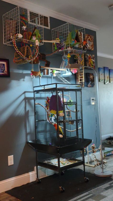 Parrot Setup, Cockatiel Cage Ideas, Parrot Room Ideas, Bird Perch Ideas, Quaker Parrot Cage Setup, Bird Stands Diy Ideas, Green Cheek Conure Cage Setup, Bird Room Ideas Diy, Indoor Bird Room Ideas