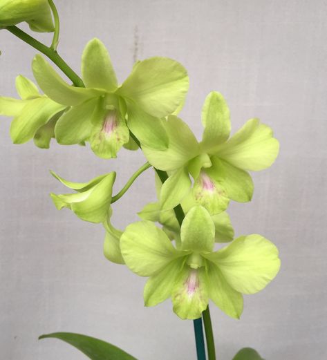 Dendrobium Orchid, Floral Design Classes, Flower Identification, Green Orchid, Dendrobium Orchids, White Christmas Decor, Orchid Flower, Green Flowers, Creative Community