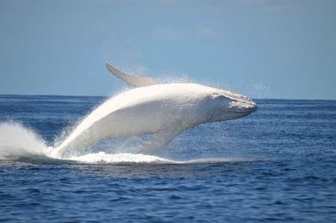 A popular sight off Australia's east coast, Migaloo is the world's first documented all-white humpback whale. Aboriginal elders gave him the name, which means "white fella" in White Humpback Whale, Rare Albino Animals, 2560x1440 Wallpaper, Albino Animals, White Whale, Surfers Paradise, Rare Animals, Humpback Whale, Marine Animals