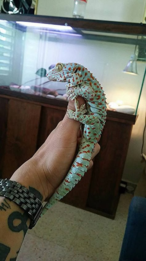 Big fat tokay <3 Leachie Gecko, Tokay Gecko, Gecko Terrarium, Big Lizard, Cute Gecko, Pet Lizards, Cute Lizard, Reptile Room, Cute Reptiles