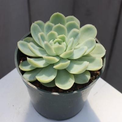 Suculent Plants, Cat Friendly Plants, Rock Plants, Succulent Garden Indoor, Cactus Planta, Succulent Gardens, Plant Fungus, California Garden, Succulents Decor