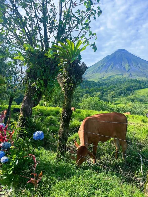 Costa Rica Montezuma, Costa Rica Volunteer, Things To Do In Costa Rica, Central America Aesthetic, Costa Rica Travel Pictures, Rainforest Aesthetic, Costa Rica Pacific Coast, Costa Rica Animals, Costa Rica Aesthetic