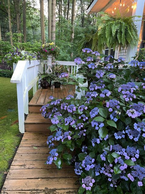 I don’t have the heart to cut it, not just yet. We don’t really need to use the front door, do we? 💙Tuff Stuff mountain hydrangea (Hydrangea serrata). From Gardener Sue, vF 7-24-22 Mountain Hydrangea, Hydrangea Serrata, Pretty Plants, Cut It, Curb Appeal, Stepping Stones, Hydrangea, Front Door, Sweet Home