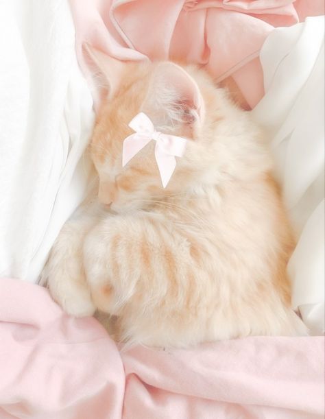 Pink Kitty Aesthetic, Pink Kitten Wallpaper, Kitten Pink Aesthetic, Pastel Pink Cat Aesthetic, Coquette Cats Aesthetic, Cat Aesthetic, White Cat, Pink Aesthetic, Pets Cats