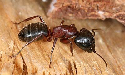 Test several household and natural solutions for their effectiveness as an ant repellent. Orkin Pest Control, Ants In Garden, Ants With Wings, Ant Killer Recipe, Homemade Ant Killer, Wood Ants, Carpenter Ants, Types Of Ants, Flying Ants