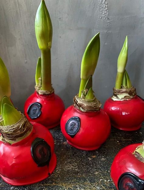 Waxed Amaryllis Bulbs Care, Winter Solstice Party, Solstice Party, Amaryllis Bulbs, Tulip Bulbs, Bulb Flowers, Table Arrangements, Planting Bulbs, Winter Solstice