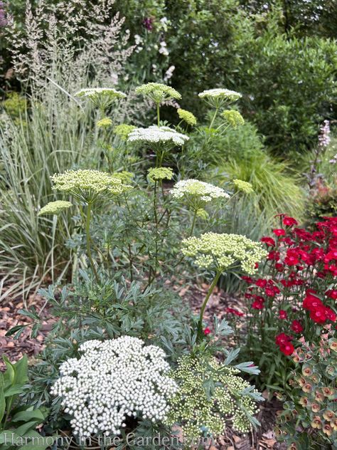 Creating a Rain Garden – Before & After - Harmony in the Garden Rain Garden Diy, Rain Garden Ideas, Rain Garden Plants Shade, Rain Garden Plants, Naturalistic Garden, Rain Gardens, Pollinator Plants, Plants Uk, Billy Buttons