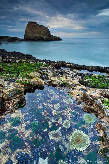 California Tide Pools Davenport California, California Fashion, Tidal Pool, Tide Pools, Rock Pools, California Dreamin', Coastal Landscape, California Dreaming, California Coast