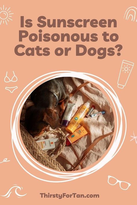 Let's talk sunscreen and pets. Is Sunscreen Poisonous to Cats or Dogs and should you apply sunscreen on your pet? Dog Sunscreen, Safe Sunscreen, Mineral Sunscreen, Cat Person, Pet Puppy, Pet Safe, Mesh Design, Propylene Glycol, Tea Leaves