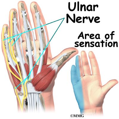 Hand Anatomy | eOrthopod.com Wrist Anatomy, Nerve Anatomy, Radial Nerve, Hand Anatomy, Ulnar Nerve, Median Nerve, Ligaments And Tendons, Body Joints, Human Anatomy And Physiology