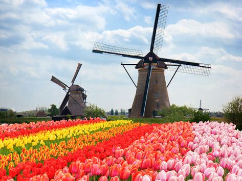 Amsterdam In Spring, Canal City, Amsterdam Tulips, Visit Amsterdam, Tulip Fields, Netherlands Travel, Amsterdam Travel, Spring Trip, Voyage Europe