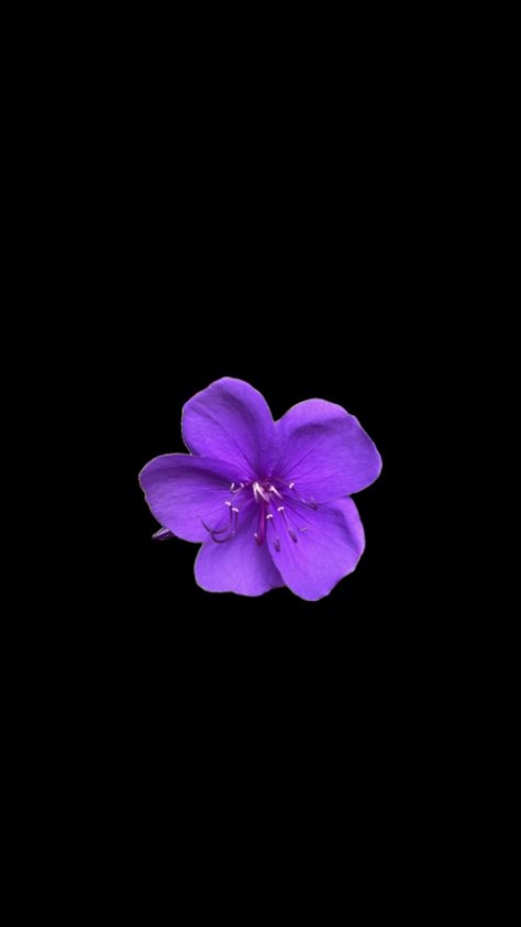 #myfirstshuffle Black Flowers Wallpaper, Flowers Black Background, Christian Iphone Wallpaper, Purple Hibiscus, Flower Background Iphone, Lock Screen Wallpaper Iphone, Retro Wallpaper Iphone, Flower Collage, Cute Black Wallpaper