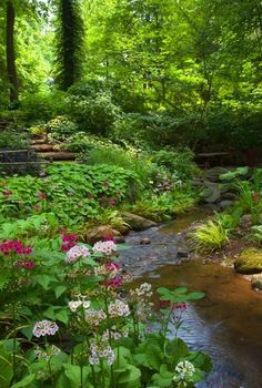 Found on Pinterest on 5-26-16.Woodland Garden with Stream. Garden Stream, Lots Of Plants, North Idaho, Trees And Flowers, Have Inspiration, Landscape Designs, Water Features In The Garden, The Secret Garden, Woodland Garden