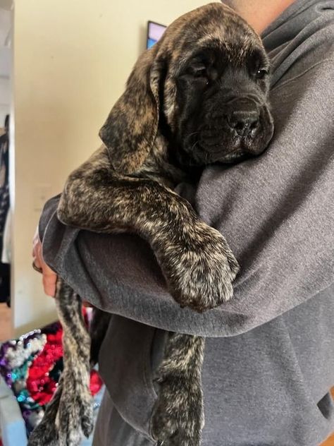 English mastiff puppies Mutt Dogs Puppies, English Mastiff Puppy, Brindle English Mastiff, Brindle Mastiff, Italian Mastiff Puppies, American Mastiff, Old English Mastiffs, Bull Mastiff Puppies, Mastiff Puppies For Sale