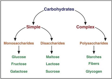 Carbohydrates Biology, Carbohydrate Metabolism, Medical Terminology Study, Biochemistry Notes, Learn Biology, Chemistry Basics, Chemistry Education, Study Biology, Biology Classroom