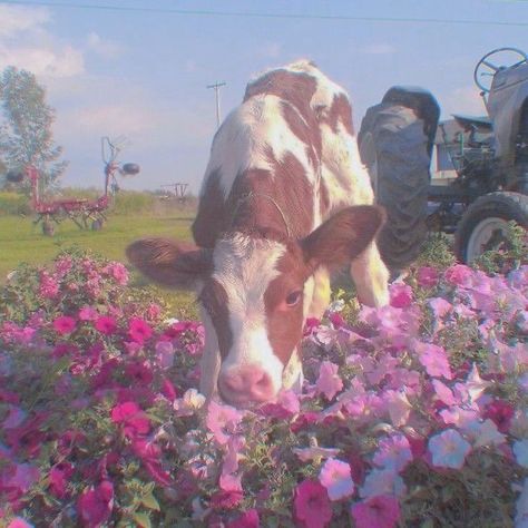 Pink Flowers, Cow, Twitter, Flowers, Green, Animals, Pink, White